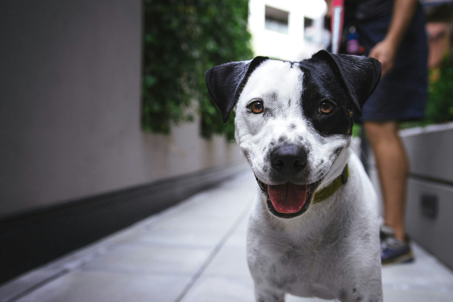 Everyday Dog Harness